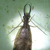 Dobsonfly (male)