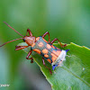 Leaf-miner Beetle