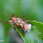 Leaf-miner Beetle