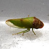Deltocephalinae Leafhopper