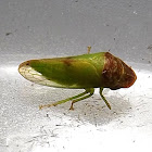 Deltocephalinae Leafhopper