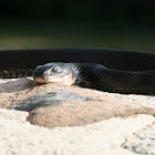 Black rat snake