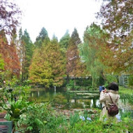 菁芳園 Tenway Garden／花園餐廳／落羽松