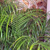 Pygmy Date Palm 