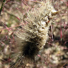 Tussock moth