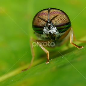 Horsefly by Muhd Shahjeehan - Animals Insects & Spiders