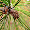 Shortleaf Pine