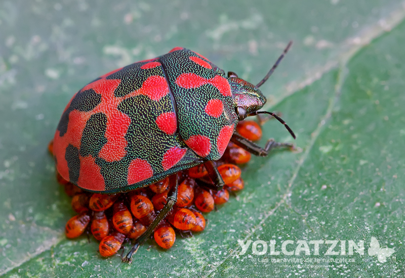 Spotted red bug