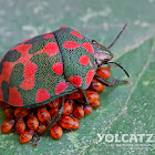 Spotted red bug