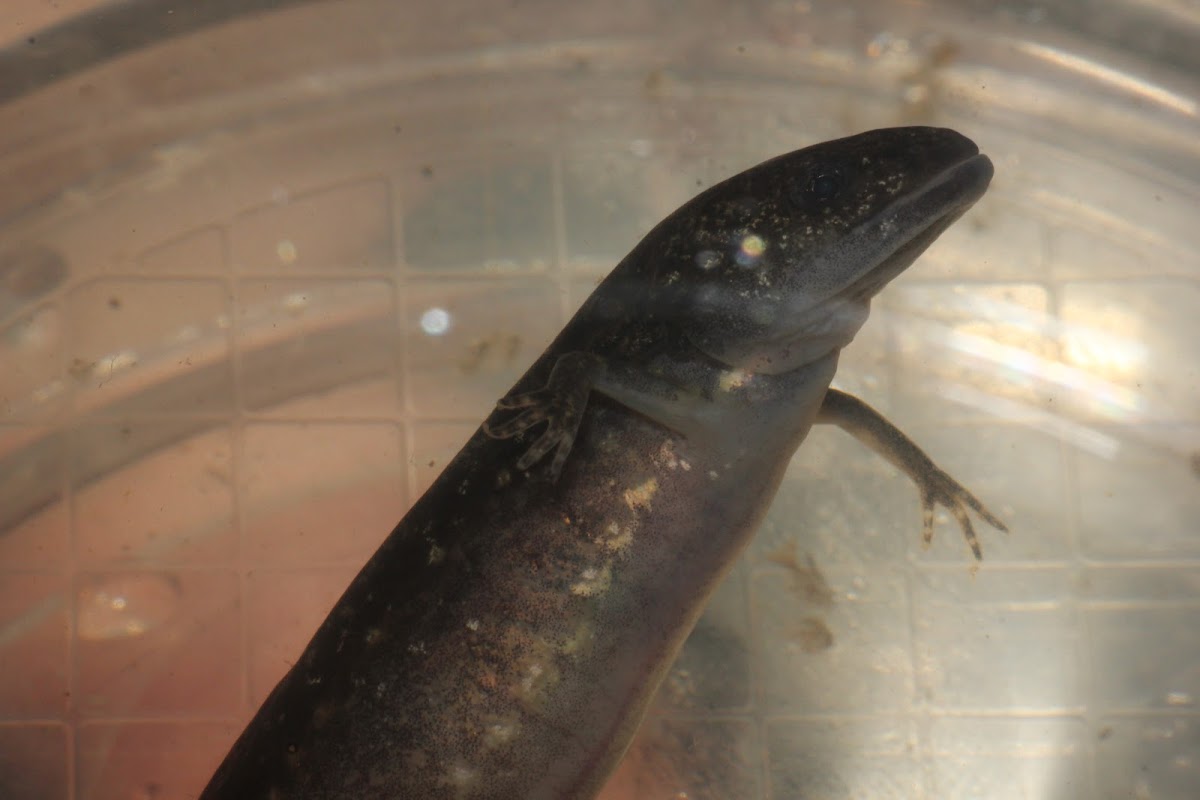 Marbled Salamander (Larva)