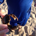 Asian Shore Crab