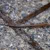 Common Lizard