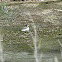 Pato jergón chico del norte/northern small jergon duck