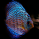 Discus Fish logo