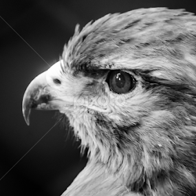 Eagle by Mina Jaguar - Animals Birds