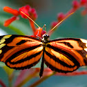 Tiger-striped Longwing