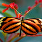 Tiger-striped Longwing