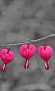 Free Valentines Day HD live WP APK for PC