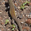 Desert Grassland Whiptail Lizard