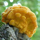 Chicken of the woods (young)
