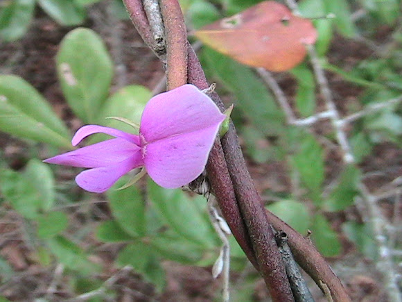 Florida Milk Pea Project Noah
