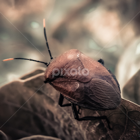 insect by Sk Amin - Animals Insects & Spiders