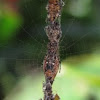 Cyclosa spider 