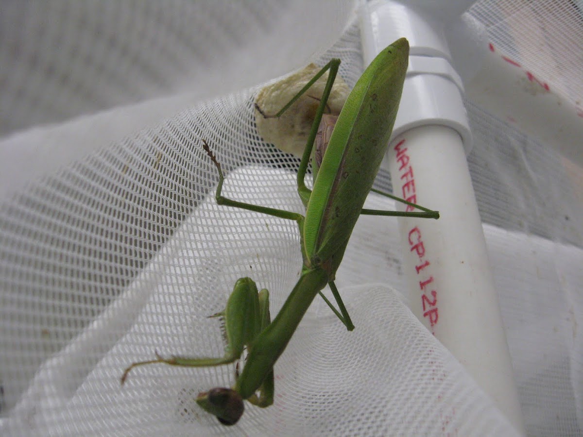 Chinese Mantis laying an ootheca