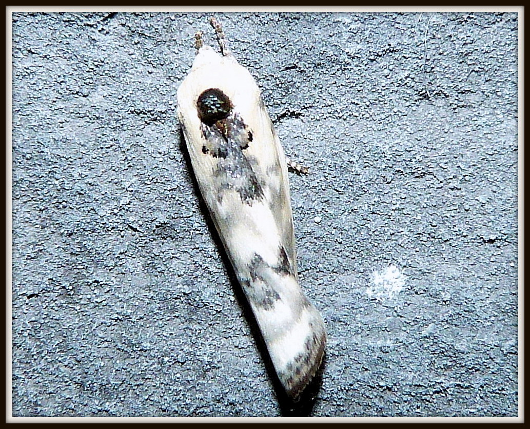 Pale Gray Bird Dropping Moth