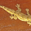 Leaf-toed gecko or Indian bark gecko