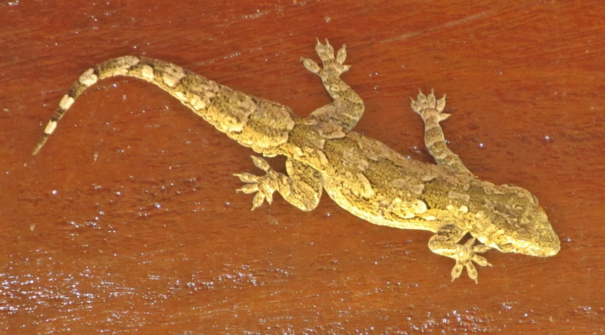 Leaftoed gecko or Indian bark gecko Project Noah