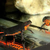 Chinese Firebelly Newt (male)