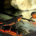 Chinese Firebelly Newt (male)