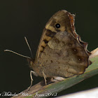 Speckled Wood