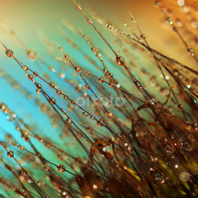 Golden Grass by Janet Herman - Nature Up Close Leaves & Grasses