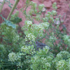desert pepperweed
