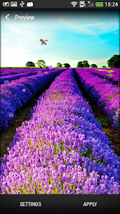 Download Lavender Live Wallpaper APK for Android