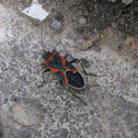 Small Milkweed Bug