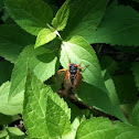 Cicada brood XIX