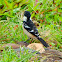 White-collared seedeater