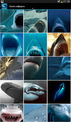 【免費娛樂App】Shark wallpapers-APP點子