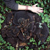 Dyers polypore