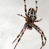 Cross Spider