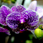 Moth orchid hybrid
