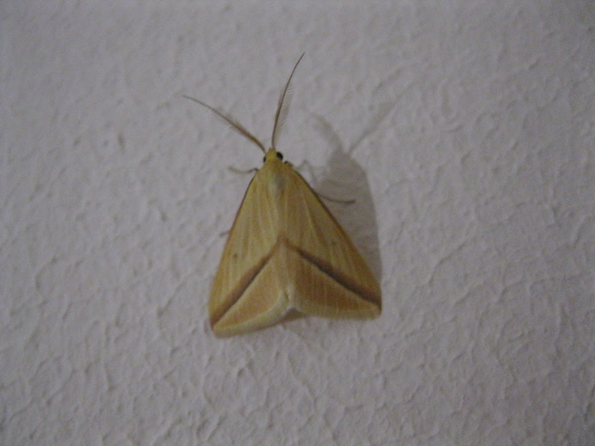 Vestal Moth