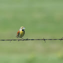 Dickcissel (Male)