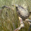 Furcate Spider Crab