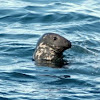 Grey seal