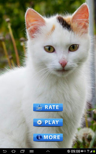 Best Cats game