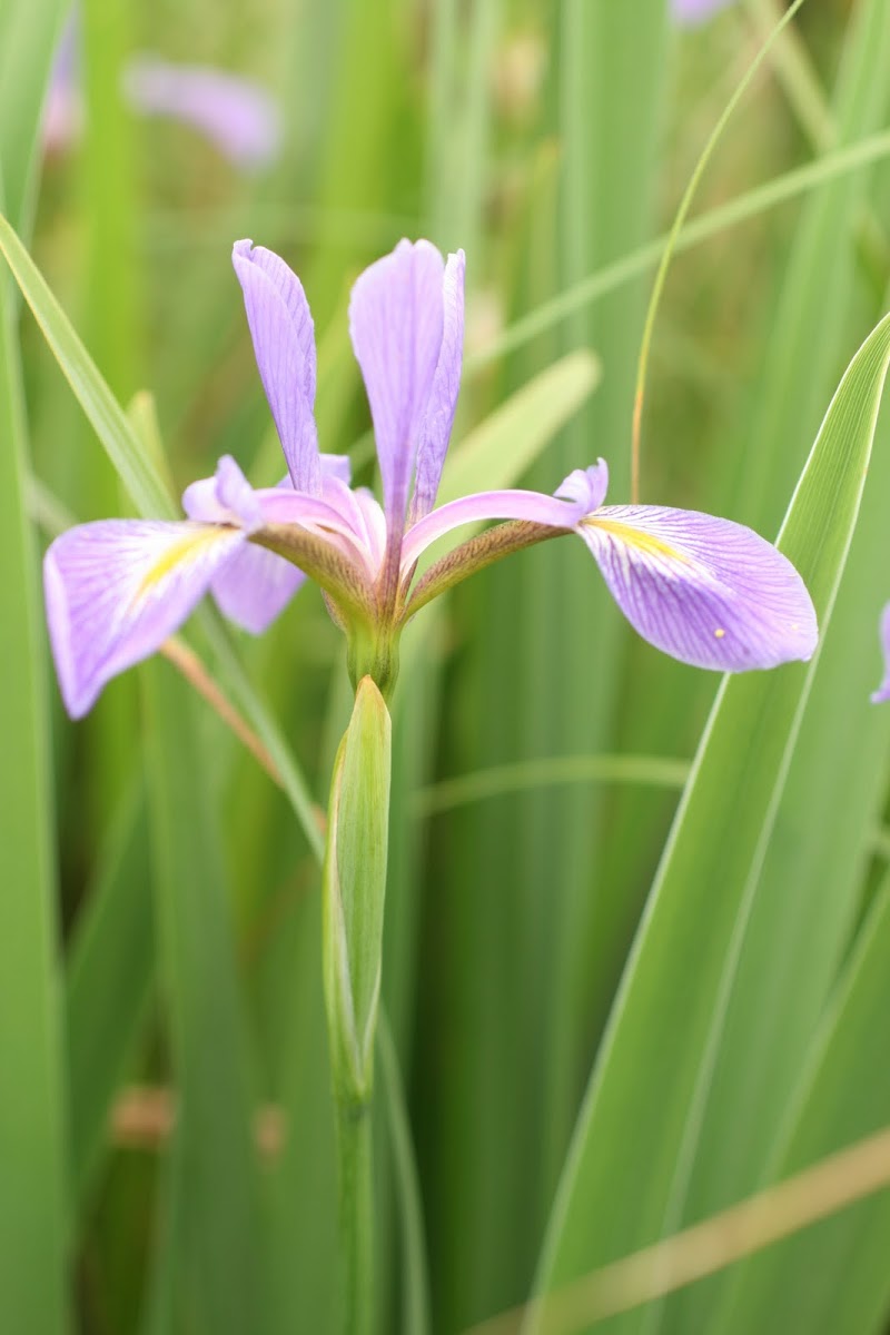 Blue Flag Iris-Iris shrevei